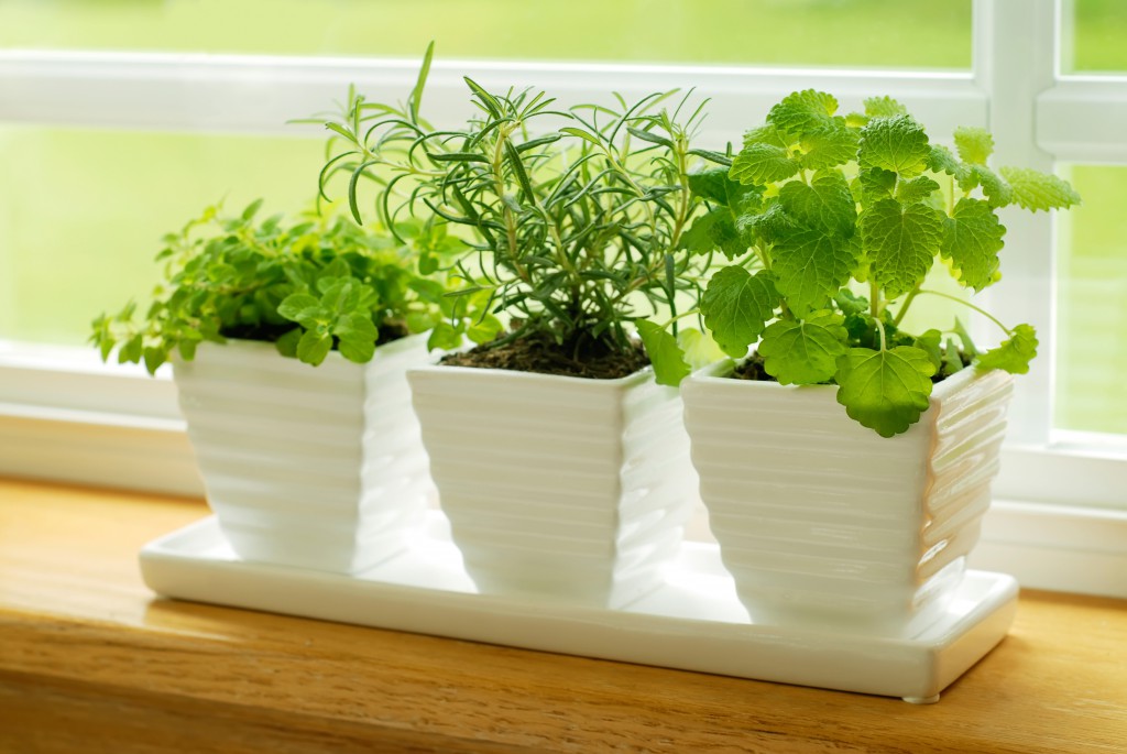 Three Pots of Herbs in a Kitchen Window